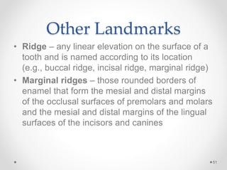 Other Landmarks 
• Ridge – any linear elevation on the surface of a 
tooth and is named according to its location 
(e.g., buccal ridge, incisal ridge, marginal ridge) 
• Marginal ridges – those rounded borders of 
enamel that form the mesial and distal margins 
of the occlusal surfaces of premolars and molars 
and the mesial and distal margins of the lingual 
surfaces of the incisors and canines 
51 
 