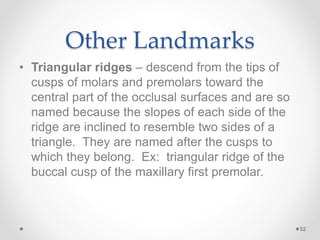 Other Landmarks 
• Triangular ridges – descend from the tips of 
cusps of molars and premolars toward the 
central part of the occlusal surfaces and are so 
named because the slopes of each side of the 
ridge are inclined to resemble two sides of a 
triangle. They are named after the cusps to 
which they belong. Ex: triangular ridge of the 
buccal cusp of the maxillary first premolar. 
52 
 