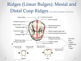 Ridges (Linear Bulges): Mesial and 
Distal Cusp Ridges (also Called Cusp Slopes or Cusp Arms) 
Note the 
term 
“slope” 
substituted 
with 
“ridge” 
 
