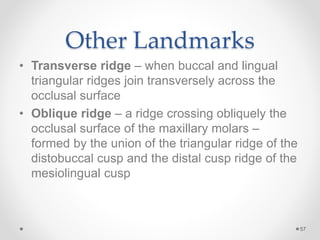 Other Landmarks 
• Transverse ridge – when buccal and lingual 
triangular ridges join transversely across the 
occlusal surface 
• Oblique ridge – a ridge crossing obliquely the 
occlusal surface of the maxillary molars – 
formed by the union of the triangular ridge of the 
distobuccal cusp and the distal cusp ridge of the 
mesiolingual cusp 
57 
 