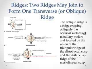 Ridges: Two Ridges May Join to 
Form One Transverse (or Oblique) 
Ridge 
The oblique ridge is 
a ridge crossing 
obliquely the 
occlusal surfaces of 
maxillary molars 
and formed by the 
union of the 
triangular ridge of 
the distobuccal cusp 
and the distal cusp 
ridge of the 
mesiolingual cusp 
 