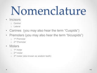 • Incisors 
o Central 
o Lateral 
• Canines (you may also hear the term “Cuspids”) 
• Premolars (you may also hear the term “bicuspids”) 
o 1st Premolar 
o 2nd Premolar 
• Molars 
o 1st molar 
o 2nd molar 
o 3rd molar (also known as wisdom teeth) 
6 
Nomenclature 
 