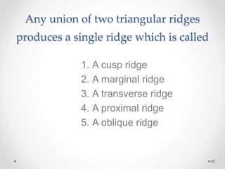 Any union of two triangular ridges 
produces a single ridge which is called 
60 
1. A cusp ridge 
2. A marginal ridge 
3. A transverse ridge 
4. A proximal ridge 
5. A oblique ridge 
 
