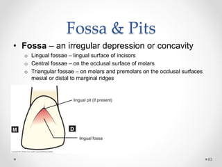 Fossa & Pits 
• Fossa – an irregular depression or concavity 
o Lingual fossae – lingual surface of incisors 
o Central fossae – on the occlusal surface of molars 
o Triangular fossae – on molars and premolars on the occlusal surfaces 
mesial or distal to marginal ridges 
63 
 