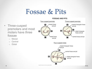 Fossae & Pits 
66 
• Three-cusped 
premolars and most 
molars have three 
fossae 
o Mesial 
o Central 
o Distal 
 