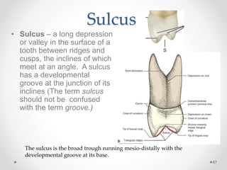 Sulcus 
• Sulcus – a long depression 
or valley in the surface of a 
tooth between ridges and 
cusps, the inclines of which 
meet at an angle. A sulcus 
has a developmental 
groove at the junction of its 
inclines (The term sulcus 
should not be confused 
with the term groove.) 
67 
The sulcus is the broad trough running mesio-distally with the 
developmental groove at its base. 
 