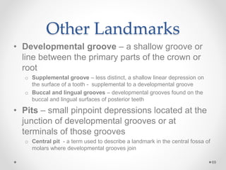 Other Landmarks 
• Developmental groove – a shallow groove or 
line between the primary parts of the crown or 
root 
o Supplemental groove – less distinct, a shallow linear depression on 
the surface of a tooth - supplemental to a developmental groove 
o Buccal and lingual grooves – developmental grooves found on the 
buccal and lingual surfaces of posterior teeth 
• Pits – small pinpoint depressions located at the 
junction of developmental grooves or at 
terminals of those grooves 
o Central pit - a term used to describe a landmark in the central fossa of 
molars where developmental grooves join 
69 
 