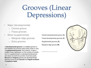 Grooves (Linear 
Depressions) 
• Major (developmental) 
o Central groove 
o Fossa grooves 
• Minor (supplemental) 
o Marginal ridge grooves 
o Extra grooves 
A developmental groove is a shallow groove or 
line between the primary parts of the crown or root. 
A supplemental groove, less distinct, is also a 
shallow linear depression on the surface of a tooth, 
but it is supplemental to a developmental groove 
and does not mark the junction of primary parts. 
Buccal and lingual grooves are developmental 
grooves found on the buccal and lingual surfaces 
of posterior teeth. 
 