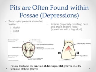 Pits are Often Found within 
Fossae (Depressions) 
• Two-cusped premolars have two 
fossae 
o Mesial 
o Distal 
• Incisors (especially maxillary) have 
one broad, shallow fossa 
(sometimes with a lingual pit) 
Pits are located at the junction of developmental grooves or at the 
terminus of these grooves 
 
