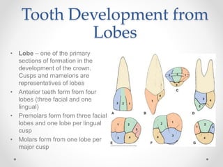 Tooth Development from 
Lobes 
• Lobe – one of the primary 
sections of formation in the 
development of the crown. 
Cusps and mamelons are 
representatives of lobes 
• Anterior teeth form from four 
lobes (three facial and one 
lingual) 
• Premolars form from three facial 
lobes and one lobe per lingual 
cusp 
• Molars form from one lobe per 
major cusp 
 