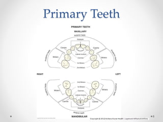 Primary Teeth 
8 
 