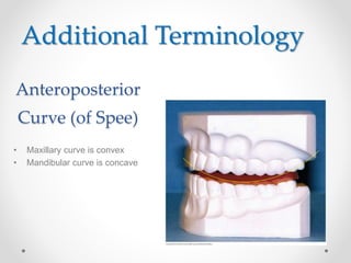 Additional Terminology 
Anteroposterior 
Curve (of Spee) 
• Maxillary curve is convex 
• Mandibular curve is concave 
 