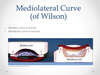 Mediolateral Curve 
(of Wilson) 
• Maxillary curve is convex 
• Mandibular curve is concave 
 