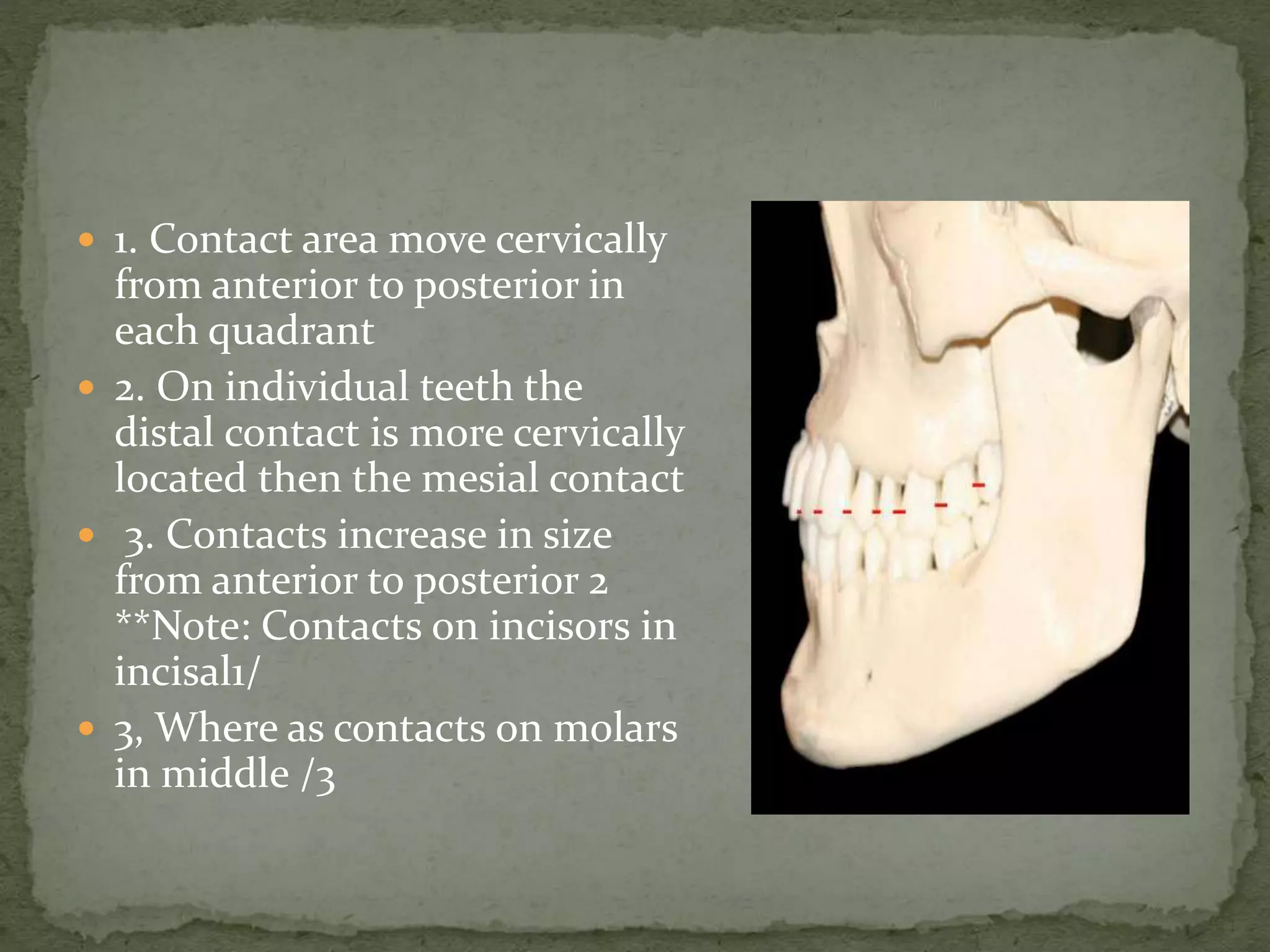  1. Contact area move cervically
from anterior to posterior in
each quadrant
 2. On individual teeth the
distal contact is more cervically
located then the mesial contact
 3. Contacts increase in size
from anterior to posterior 2
**Note: Contacts on incisors in
incisal1/
 3, Where as contacts on molars
in middle /3
 