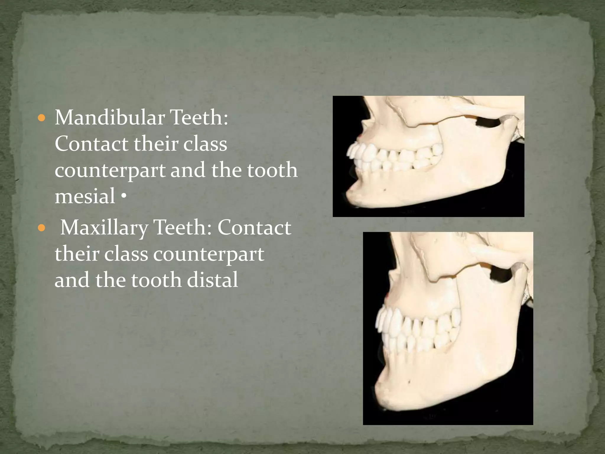  Mandibular Teeth:
Contact their class
counterpart and the tooth
mesial •
 Maxillary Teeth: Contact
their class counterpart
and the tooth distal
 
