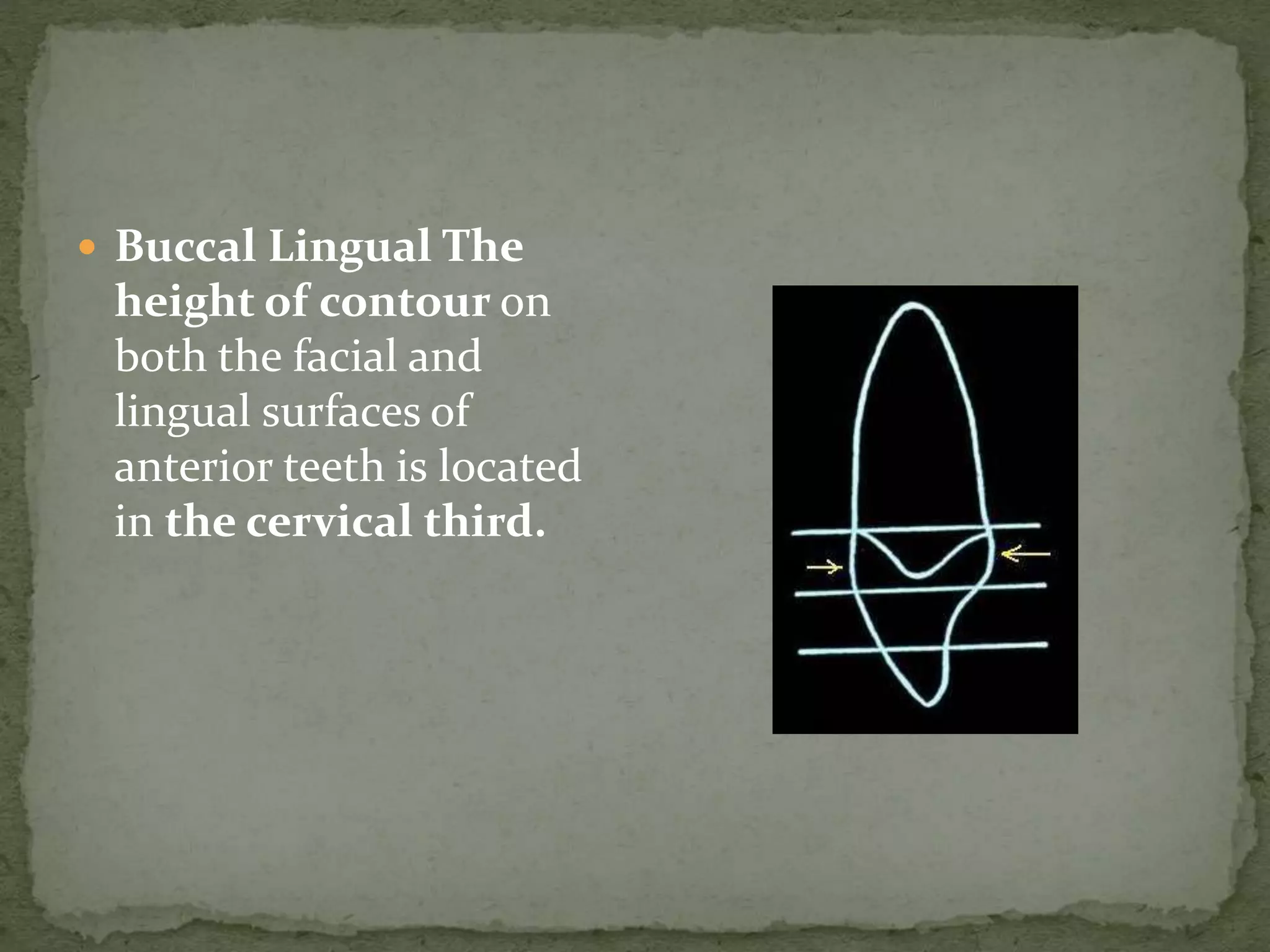  Buccal Lingual The
height of contour on
both the facial and
lingual surfaces of
anterior teeth is located
in the cervical third.
 