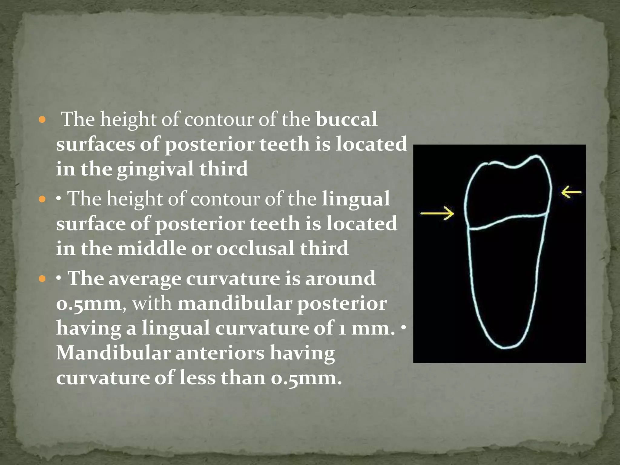  The height of contour of the buccal
surfaces of posterior teeth is located
in the gingival third
 • The height of contour of the lingual
surface of posterior teeth is located
in the middle or occlusal third
 • The average curvature is around
0.5mm, with mandibular posterior
having a lingual curvature of 1 mm. •
Mandibular anteriors having
curvature of less than 0.5mm.
 