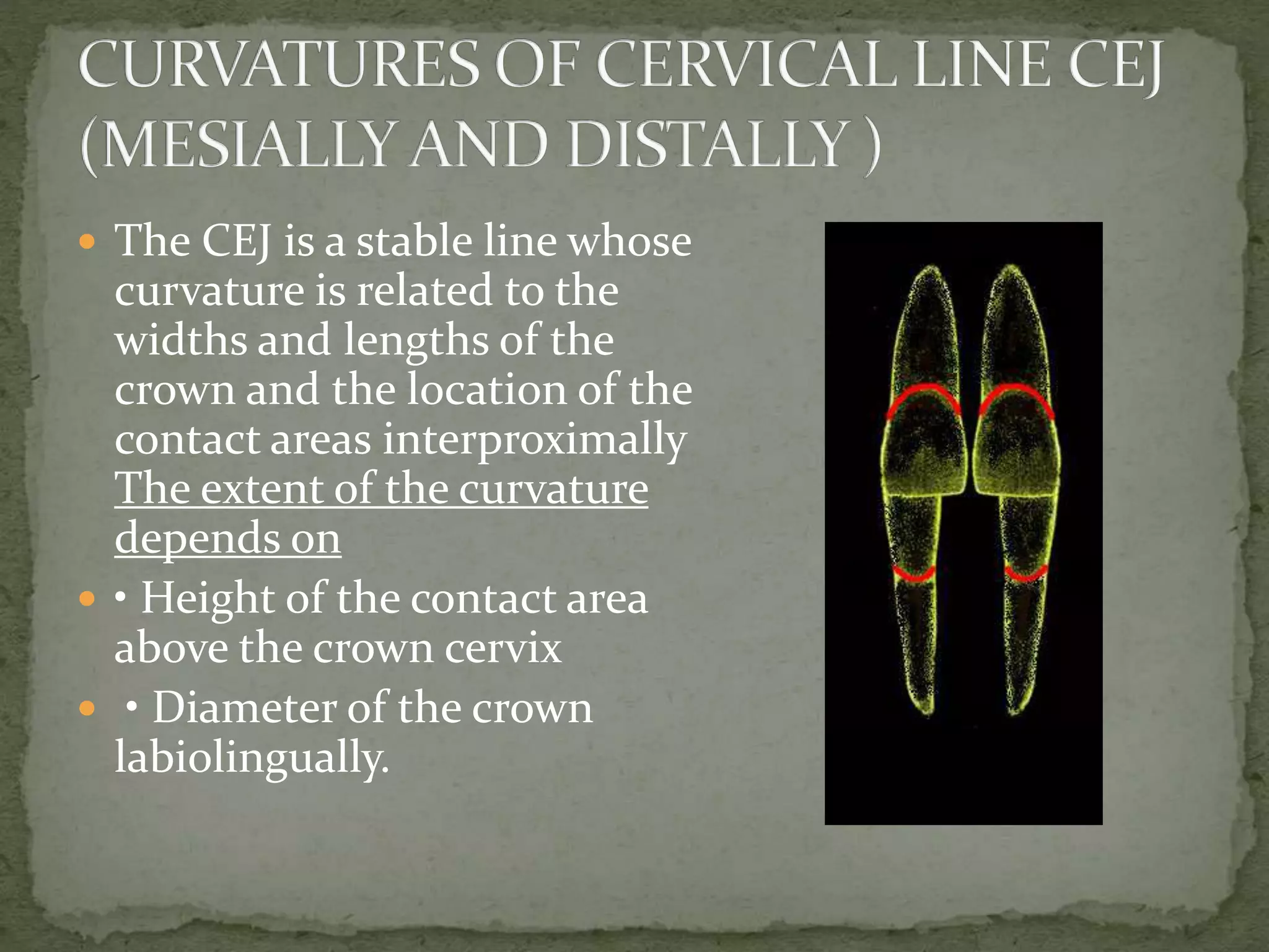  The CEJ is a stable line whose
curvature is related to the
widths and lengths of the
crown and the location of the
contact areas interproximally
The extent of the curvature
depends on
 • Height of the contact area
above the crown cervix
 • Diameter of the crown
labiolingually.
 