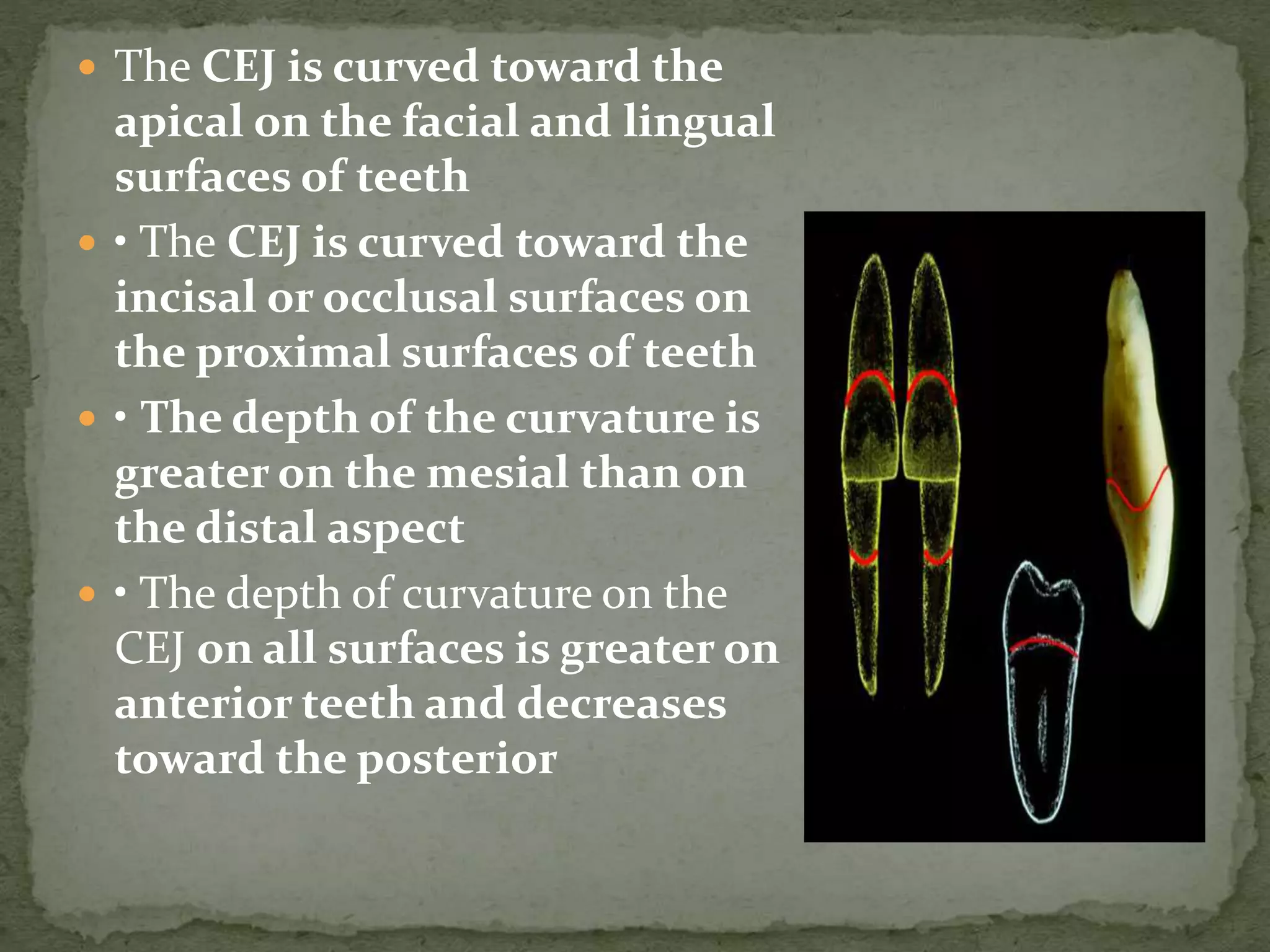  The CEJ is curved toward the
apical on the facial and lingual
surfaces of teeth
 • The CEJ is curved toward the
incisal or occlusal surfaces on
the proximal surfaces of teeth
 • The depth of the curvature is
greater on the mesial than on
the distal aspect
 • The depth of curvature on the
CEJ on all surfaces is greater on
anterior teeth and decreases
toward the posterior
 