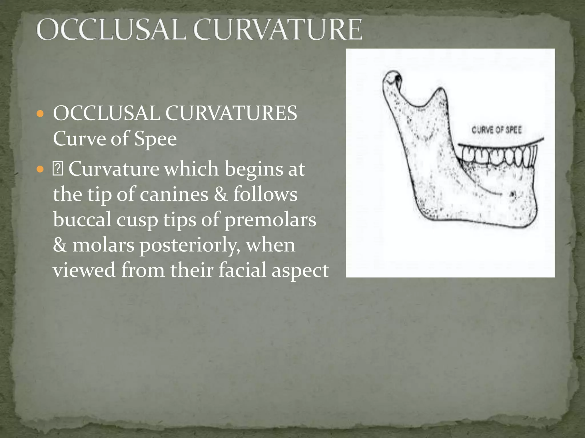  OCCLUSAL CURVATURES
Curve of Spee
 Curvature which begins at
the tip of canines & follows
buccal cusp tips of premolars
& molars posteriorly, when
viewed from their facial aspect
 
