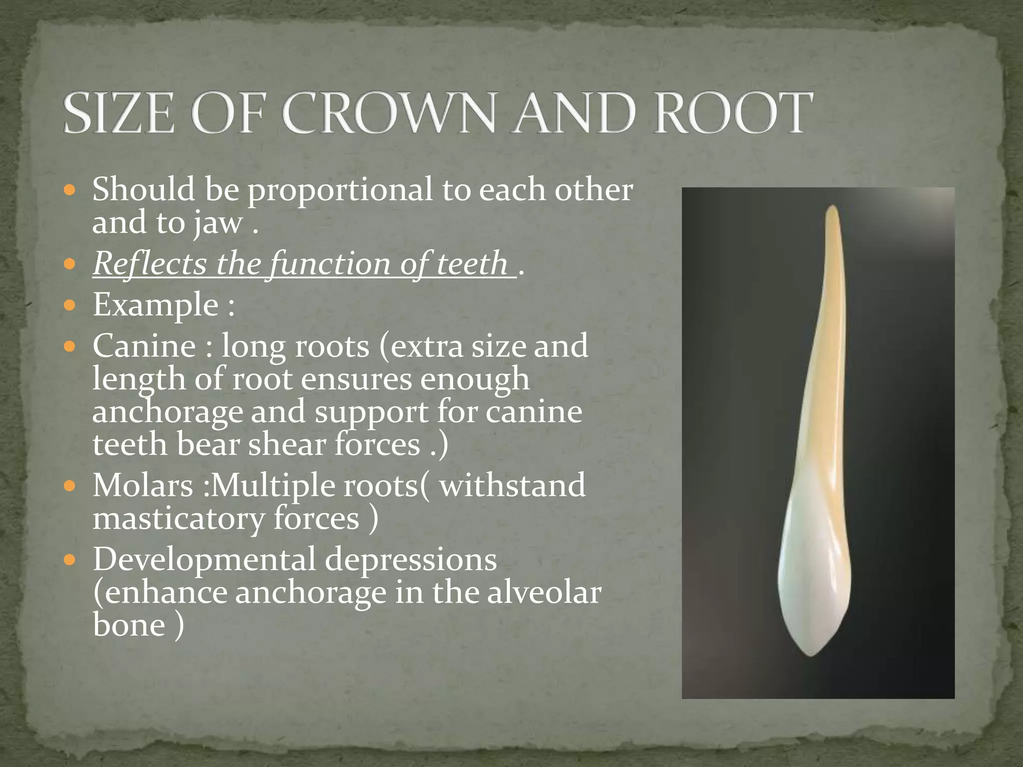  Should be proportional to each other
and to jaw .
 Reflects the function of teeth .
 Example :
 Canine : long roots (extra size and
length of root ensures enough
anchorage and support for canine
teeth bear shear forces .)
 Molars :Multiple roots( withstand
masticatory forces )
 Developmental depressions
(enhance anchorage in the alveolar
bone )
 