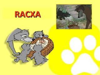 RACXA 
