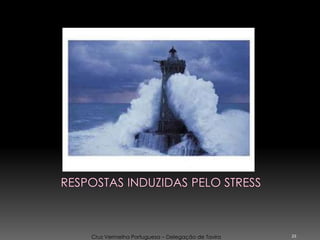 23
Cruz Vermelha Portuguesa – Delegação de Tavira
 