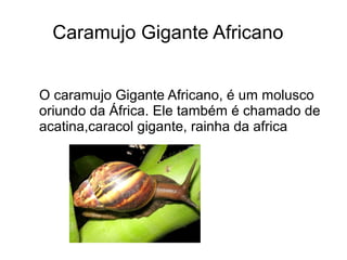 Caramujo Gigante Africano


O caramujo Gigante Africano, é um molusco
oriundo da África. Ele também é chamado de
acatina,caracol gigante, rainha da africa
 
