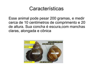 Características
Esse animal pode pesar 200 gramas, e medir
cerca de 10 centímetros de comprimento e 20
de altura. Sua concha é escura,com manchas
claras, alongada e cônica
 