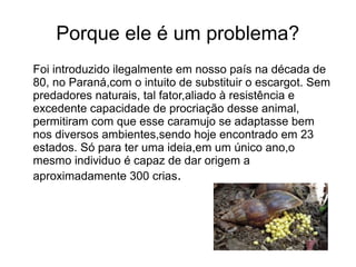 Porque ele é um problema?
Foi introduzido ilegalmente em nosso país na década de
80, no Paraná,com o intuito de substituir o escargot. Sem
predadores naturais, tal fator,aliado à resistência e
excedente capacidade de procriação desse animal,
permitiram com que esse caramujo se adaptasse bem
nos diversos ambientes,sendo hoje encontrado em 23
estados. Só para ter uma ideia,em um único ano,o
mesmo individuo é capaz de dar origem a
aproximadamente 300 crias.
 