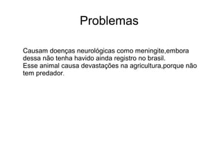Problemas

Causam doenças neurológicas como meningite,embora
dessa não tenha havido ainda registro no brasil.
Esse animal causa devastações na agricultura,porque não
tem predador.
 