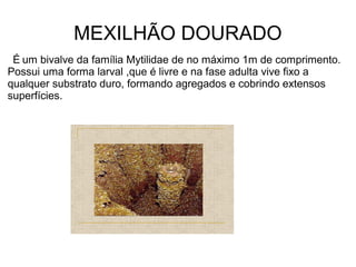 MEXILHÃO DOURADO
 É um bivalve da família Mytilidae de no máximo 1m de comprimento.
Possui uma forma larval ,que é livre e na fase adulta vive fixo a
qualquer substrato duro, formando agregados e cobrindo extensos
superfícies.
 