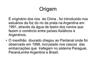 Origem
    É originário dos rios da China , foi introduzido nos
    estuários da foz do rio da prata na Argentina em
    1991, através da água de lastro dos navios que
    fazem o comércio entre países Asiáticos e
    Argentinos.
●   O mexilhão dourado chegou ao Pantanal onde foi
    observado em 1998, incrustado nos cascos das
    embarcações que trafegam no sistema Paraguai,
    Paraná,entre Argentina e Brasil.
 