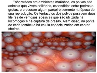 Encontrados em ambientes marinhos, os polvos são
animais que vivem solitários, escondidos entre pedras e
grutas, e procuram algum parceiro somente na época de
sua reprodução. Os tentáculos dos polvos possuem duas
fileiras de ventosas adesivas que são utilizada na
locomoção e na captura de presas. Além disso, na ponta
de cada tentáculo há célula especializadas em captar
cheiros.
 
