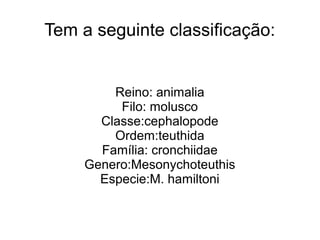 Tem a seguinte classificação:


         Reino: animalia
          Filo: molusco
       Classe:cephalopode
         Ordem:teuthida
       Família: cronchiidae
     Genero:Mesonychoteuthis
       Especie:M. hamiltoni
 