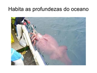 Habita as profundezas do oceano
 