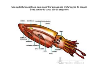 Usa da bioluminescência para encontrar presas nas profundezas do oceano
                 Suas partes do corpo são as seguintes
 