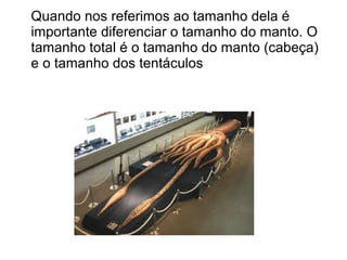 Quando nos referimos ao tamanho dela é
importante diferenciar o tamanho do manto. O
tamanho total é o tamanho do manto (cabeça)
e o tamanho dos tentáculos
 
