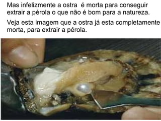 Mas infelizmente a ostra é morta para conseguir
extrair a pérola o que não é bom para a natureza.
Veja esta imagem que a ostra já esta completamente
morta, para extrair a pérola.
 