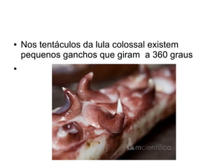 ●   Nos tentáculos da lula colossal existem
    pequenos ganchos que giram a 360 graus
●
 