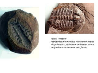 Fóssil:  Trilobite: Artrópodes marinho que viveram nos mares do paleozóico, viviam em ambientes pouco  profundos arrastando-se pelo fundo 