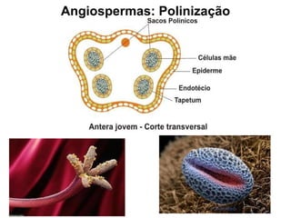 Angiospermas: Polinização 