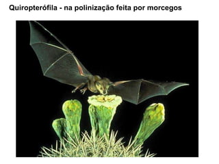 Quiropterófila - na polinização feita por morcegos 