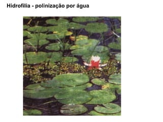 Hidrofilia - polinização por água  
