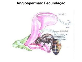 Angiospermas: Fecundação 
