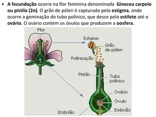 A fecundação  ocorre na flor feminina denominada  Gineceu carpelo ou pistilo (2n) . O grão de pólen é capturado pelo  estigma , onde ocorre a geminação do tubo polínico, que desce pelo  estilete  até o  ovário . O ovário contém os óvulos que produzem a  oosfera .  