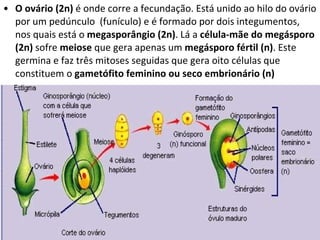 O ovário (2n)  é onde corre a fecundação. Está unido ao hilo do ovário por um pedúnculo  (funículo) e é formado por dois integumentos, nos quais está o  megasporângio (2n) . Lá a  célula-mãe do megásporo (2n)  sofre  meiose  que gera apenas um  megásporo fértil   (n) . Este germina e faz três mitoses seguidas que gera oito células que constituem o  gametófito feminino ou seco embrionário (n) 