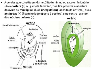 A células que constituem Gametófito feminino ou saco embrionário são a  oosfera (n)  ou gameta feminino, que fica próxima á abertura do óvulo ou  micrópila ), duas  sinérgides (n)  (ao lado da oosfera), duas  antípodas (n)  (ficam no lado oposto à oosfera) e no centro  existem dois  núcleos polares (n) . ovário ovário micrópila Pedúnculo ou funículo 