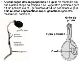 A  fecundação das angiospermas  é  dupla:  No momento em que o pólen chega ao estigma a cel. vegetativa germina e gera o tubo polínico e a cel. germinativa dividi-se por mitose e gera  dois núcleos espermáticos (n)  ou  gaméticos  (gametas masculinos, haplóides).  