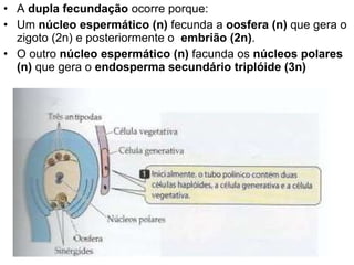 A  dupla fecundação  ocorre porque: Um  núcleo espermático (n)  fecunda a  oosfera (n)  que gera o zigoto (2n) e posteriormente o  embrião (2n) . O outro  núcleo espermático (n)  facunda os  núcleos polares (n)  que gera o  endosperma secundário triplóide (3n) 